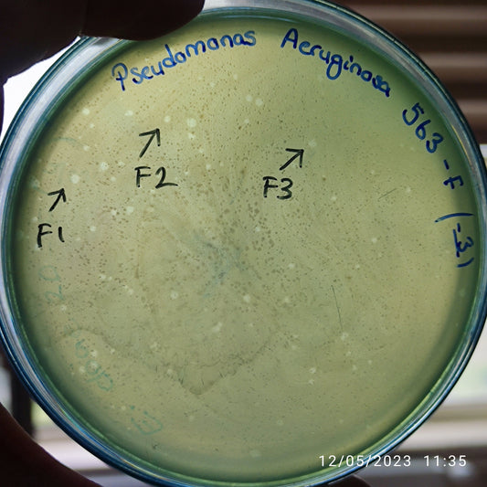 Pseudomonas aeruginosa bacteriophage 130563F