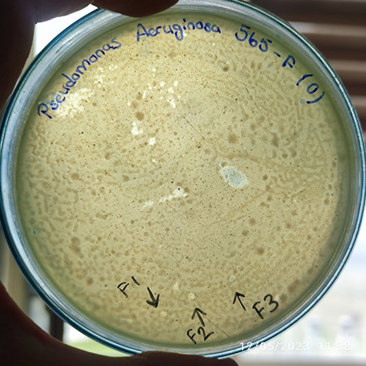 Pseudomonas aeruginosa bacteriophage 130565F