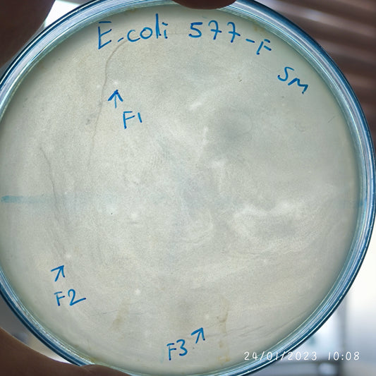 Escherichia coli bacteriophage 100577F