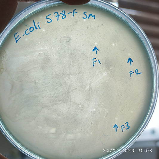 Escherichia coli bacteriophage 100578F