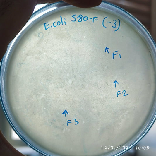 Escherichia coli bacteriophage 100580F