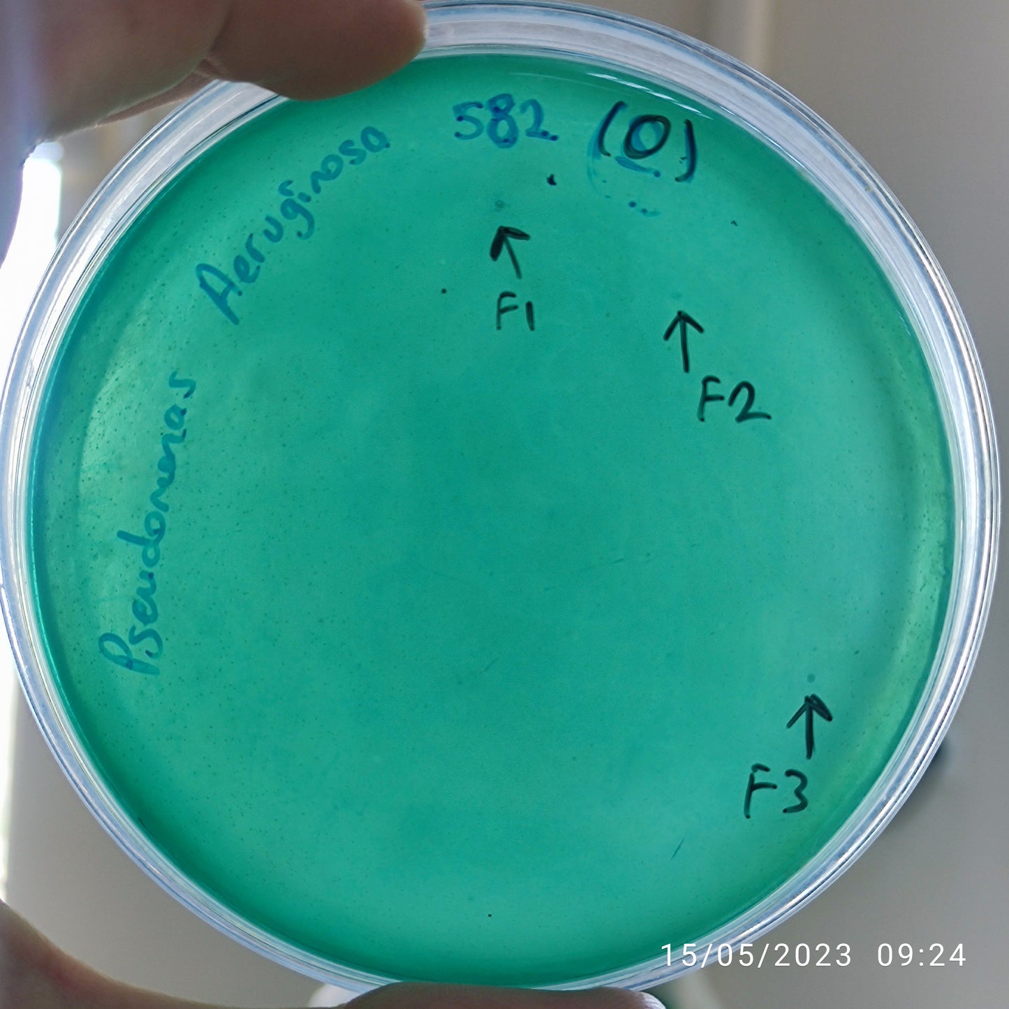 Pseudomonas aeruginosa bacteriophage 130582F