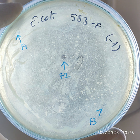 Escherichia coli bacteriophage 100583F