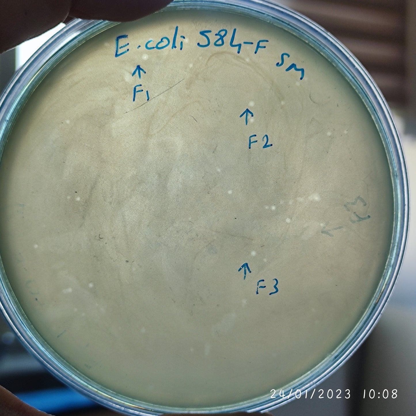 Escherichia coli bacteriophage 100584F