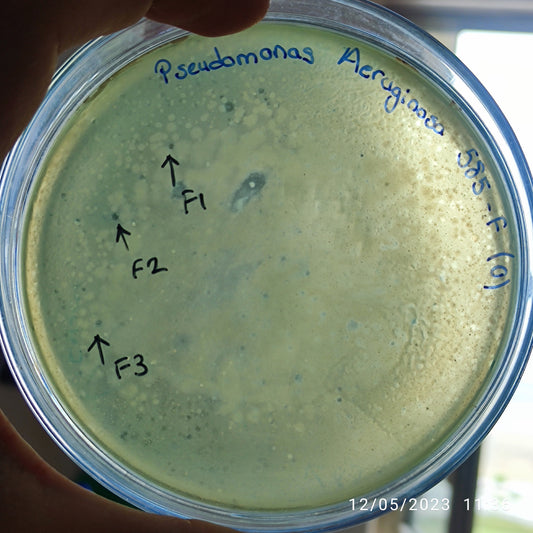 Pseudomonas aeruginosa bacteriophage 130585F