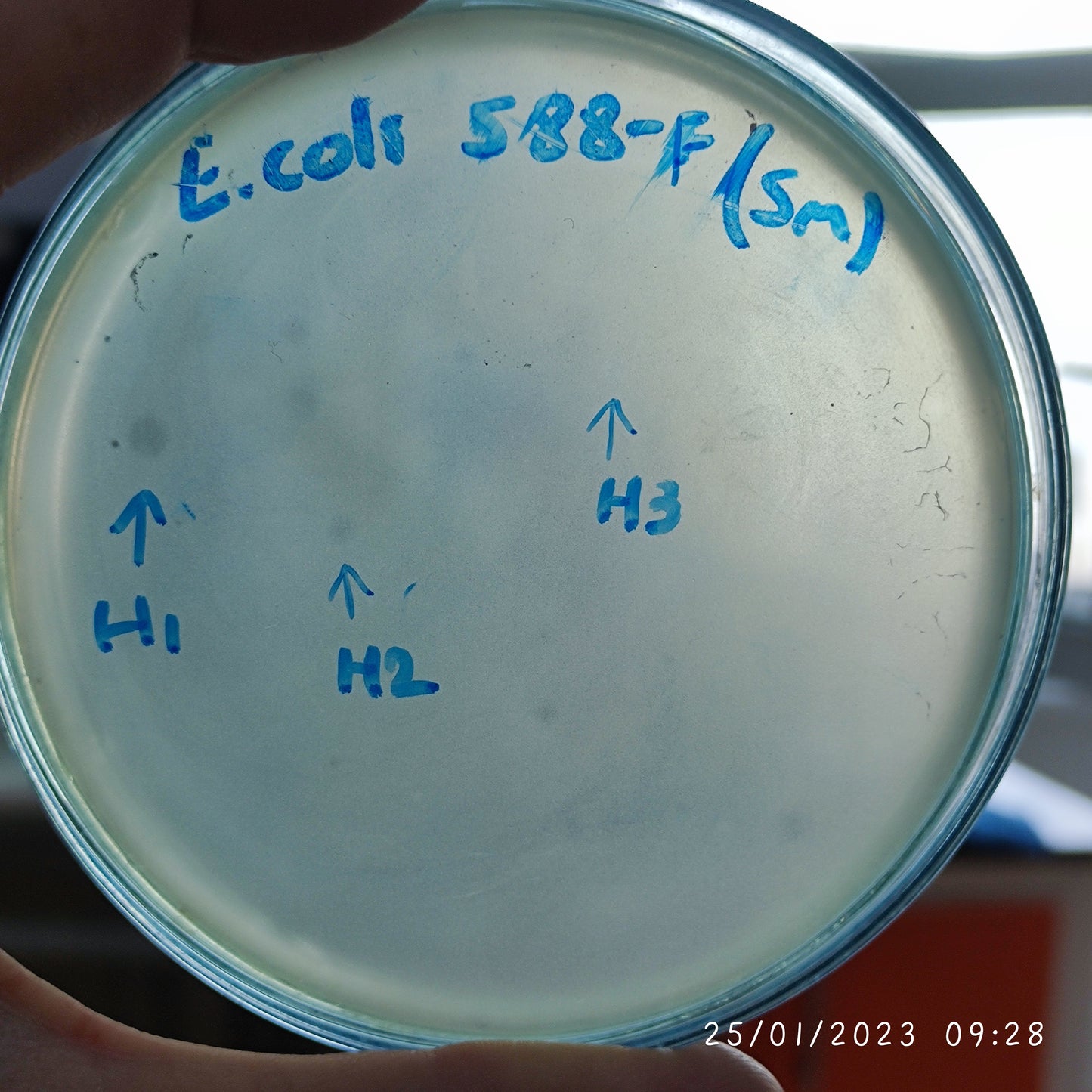 Escherichia coli bacteriophage 100588H