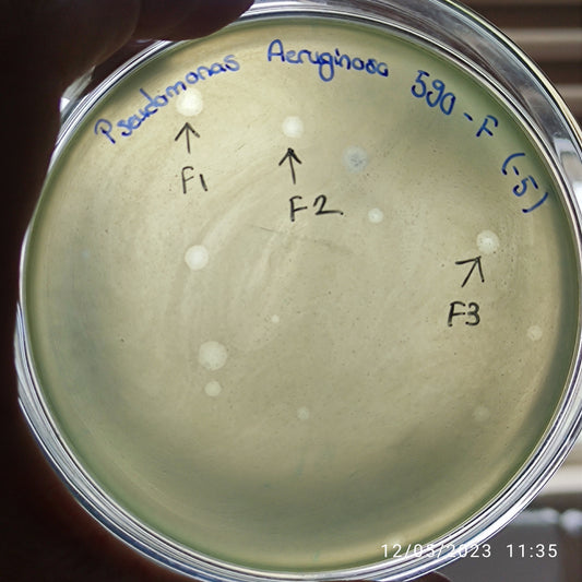 Pseudomonas aeruginosa bacteriophage 130590F