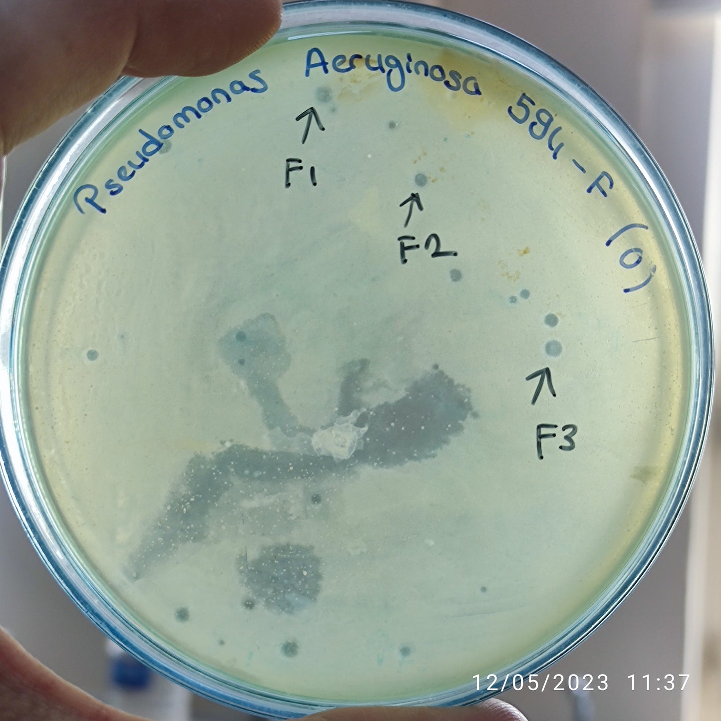 Pseudomonas aeruginosa bacteriophage 130594F