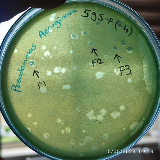 Pseudomonas aeruginosa bacteriophage 130595F