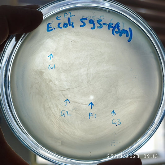 Escherichia coli bacteriophage 100595G