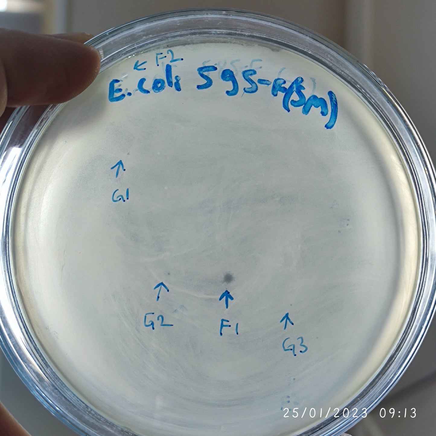 Escherichia coli bacteriophage 100595F