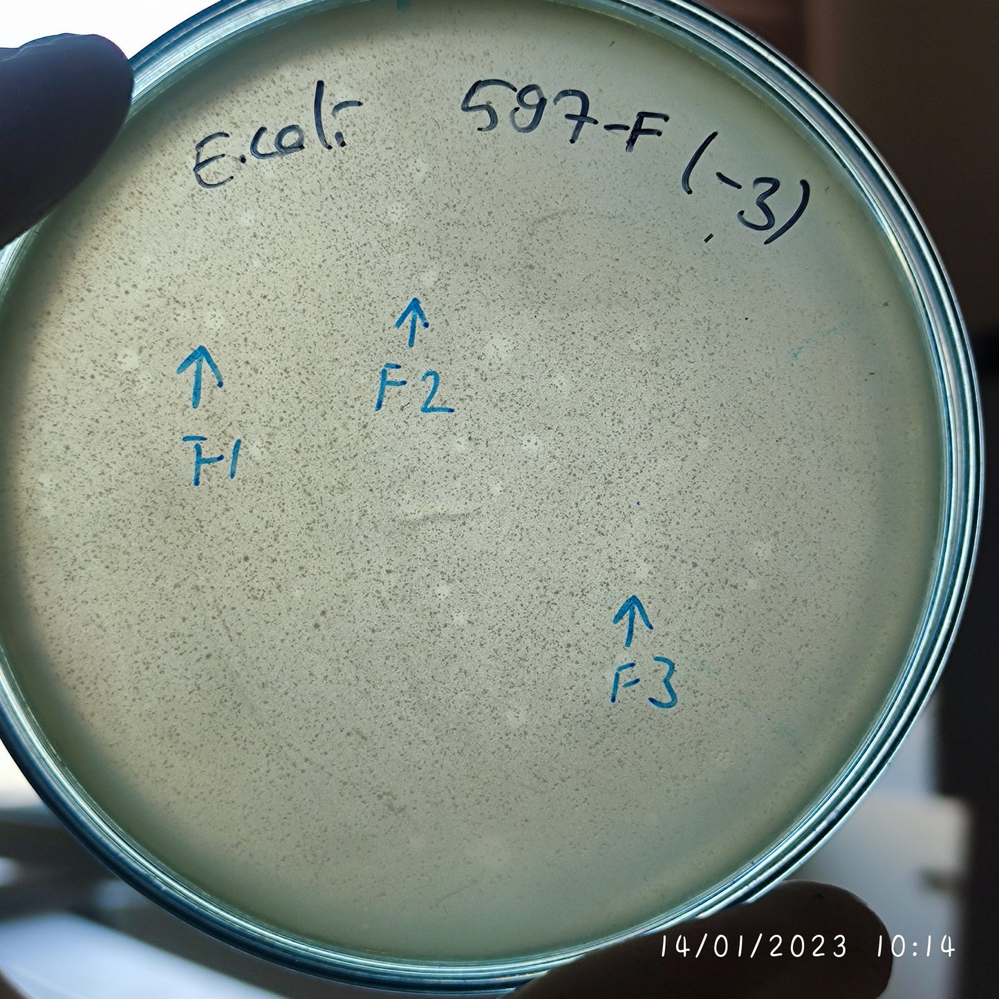 Escherichia coli bacteriophage 100597F