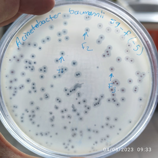 Acinetobacter baumannii bacteriophage 120059F