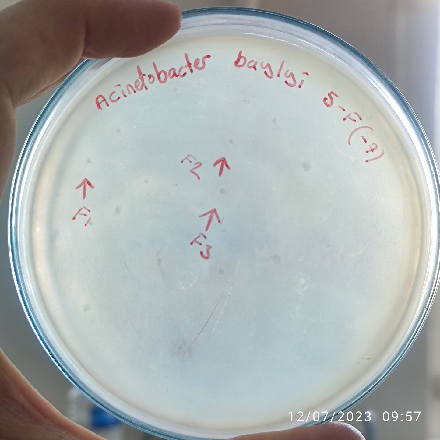Acinetobacter baylyi bacteriophage 128005F