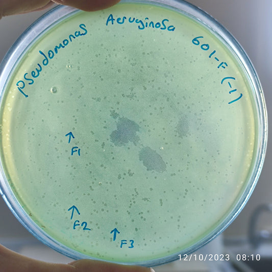 Pseudomonas aeruginosa bacteriophage 130601F