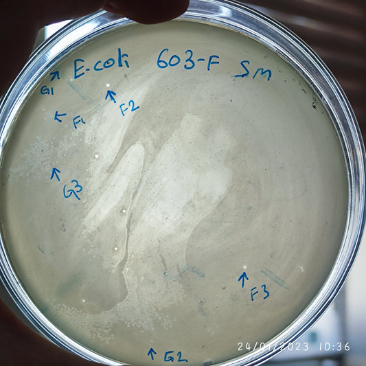 Escherichia coli bacteriophage 100603F