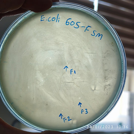 Escherichia coli bacteriophage 100605F