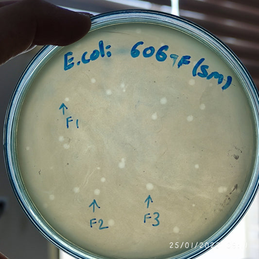 Escherichia coli bacteriophage 100606F