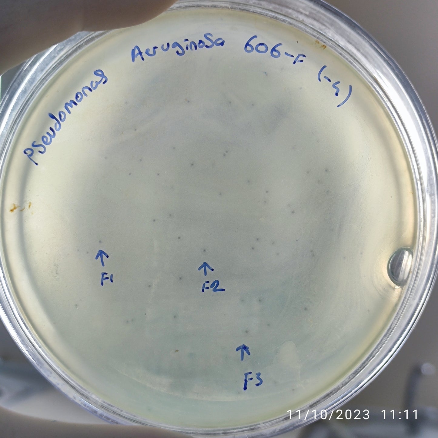 Pseudomonas aeruginosa bacteriophage 130606F