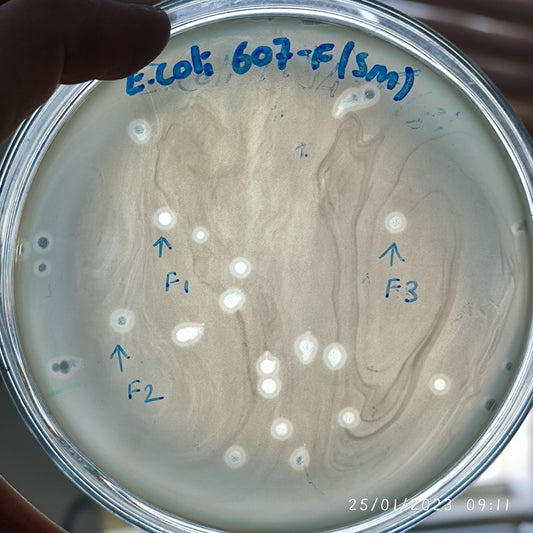 Escherichia coli bacteriophage 100607F