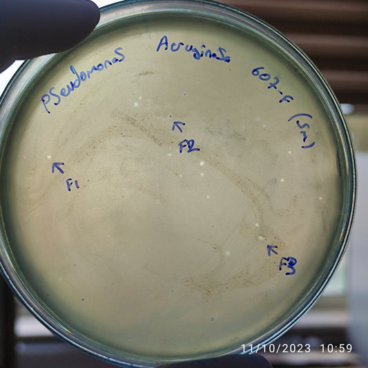 Pseudomonas aeruginosa bacteriophage 130607F