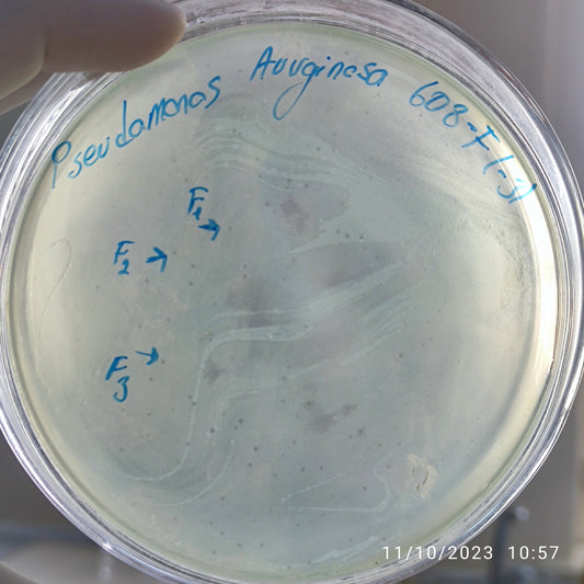 Pseudomonas aeruginosa bacteriophage 130608F