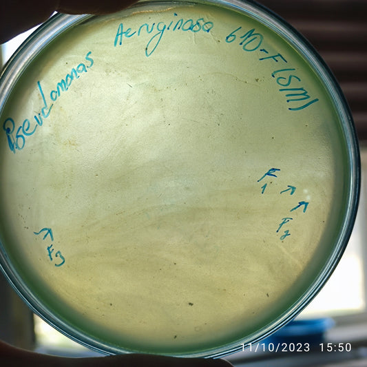 Pseudomonas aeruginosa bacteriophage 130610F