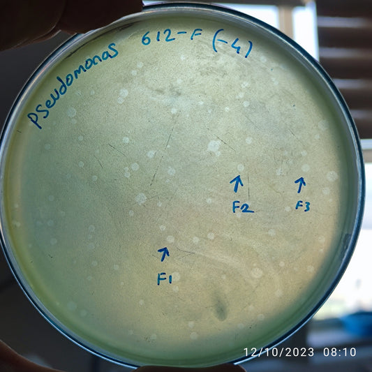 Pseudomonas aeruginosa bacteriophage 130612F