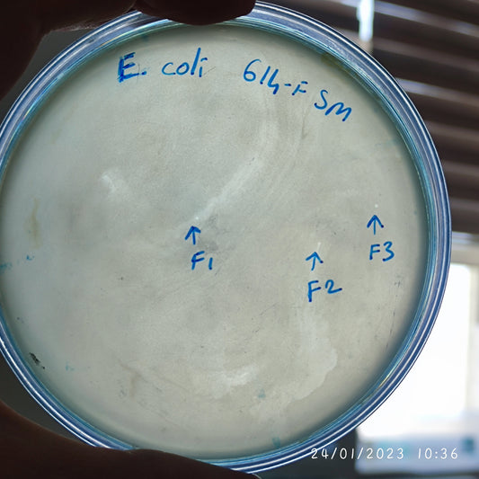 Escherichia coli bacteriophage 100614F