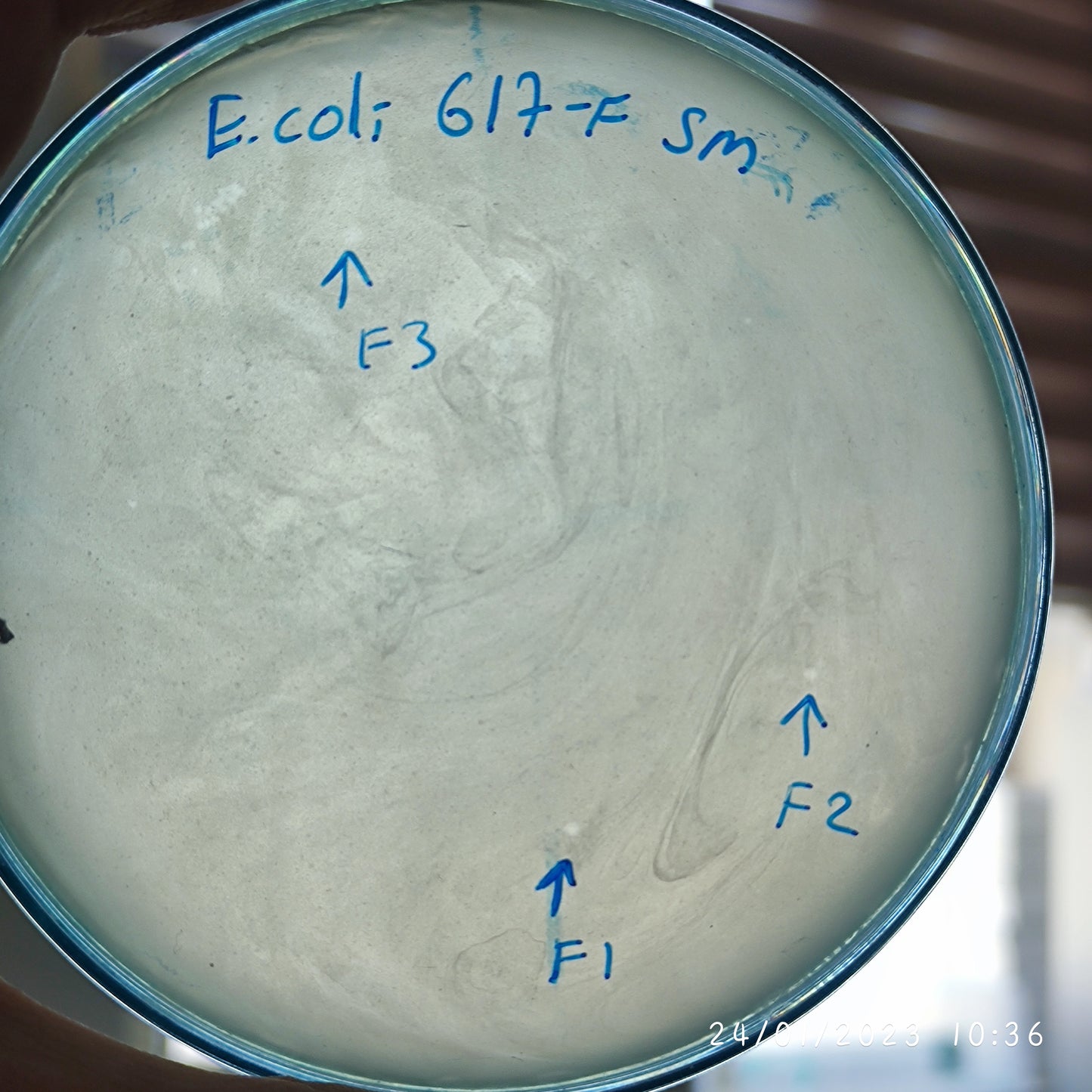 Escherichia coli bacteriophage 100617F