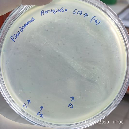 Pseudomonas aeruginosa bacteriophage 130617F