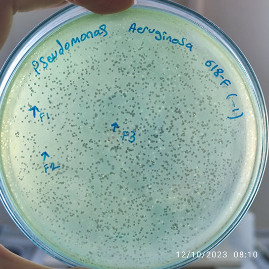Pseudomonas aeruginosa bacteriophage 130618F
