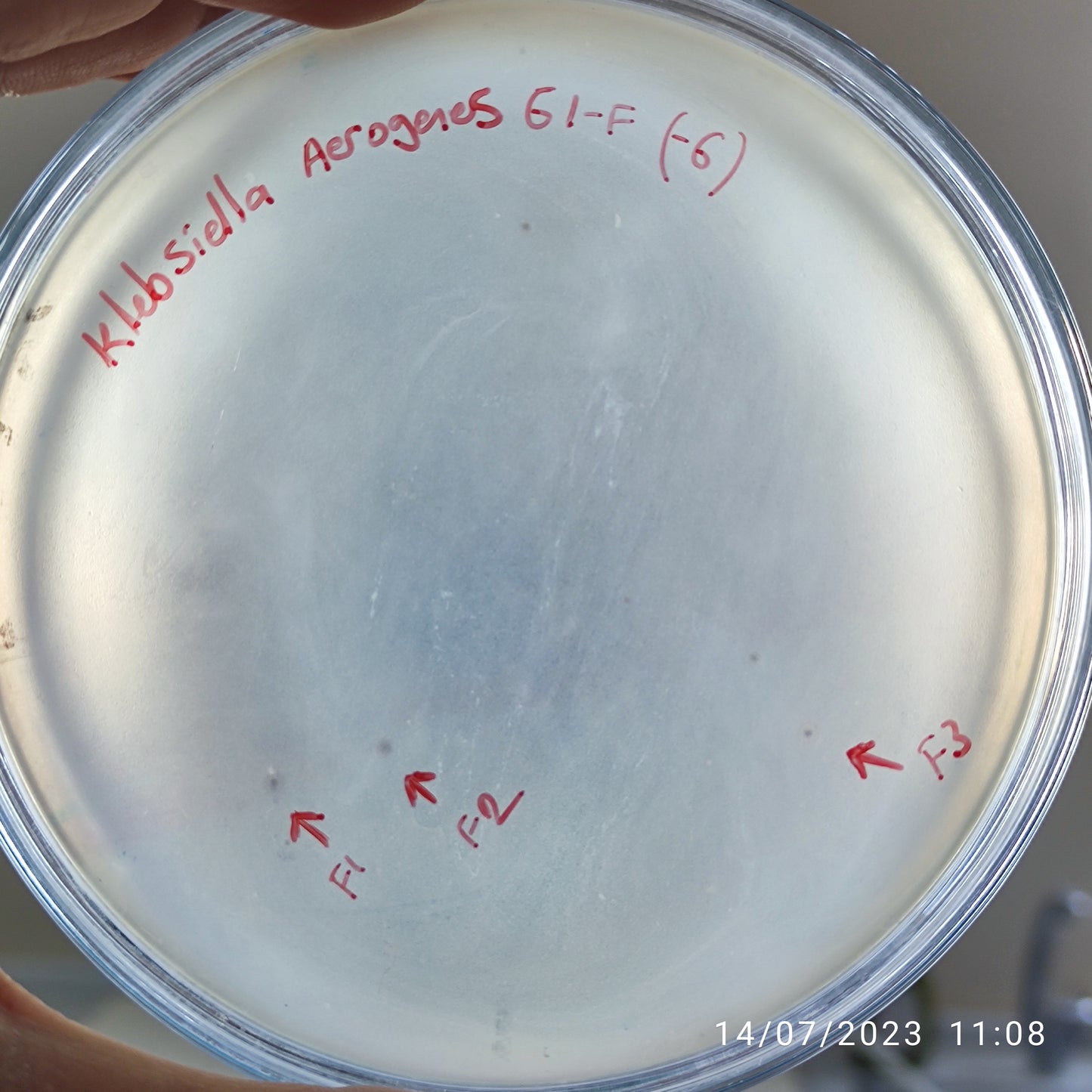 Klebsiella aerogenes bacteriophage 188061F