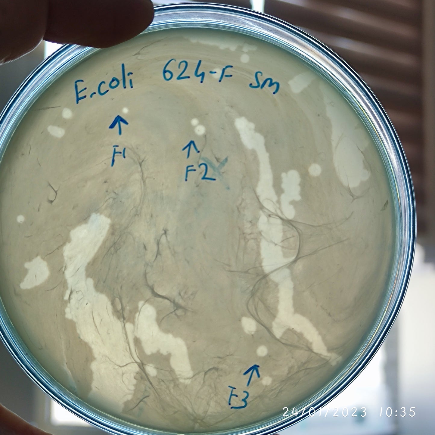 Escherichia coli bacteriophage 100624F