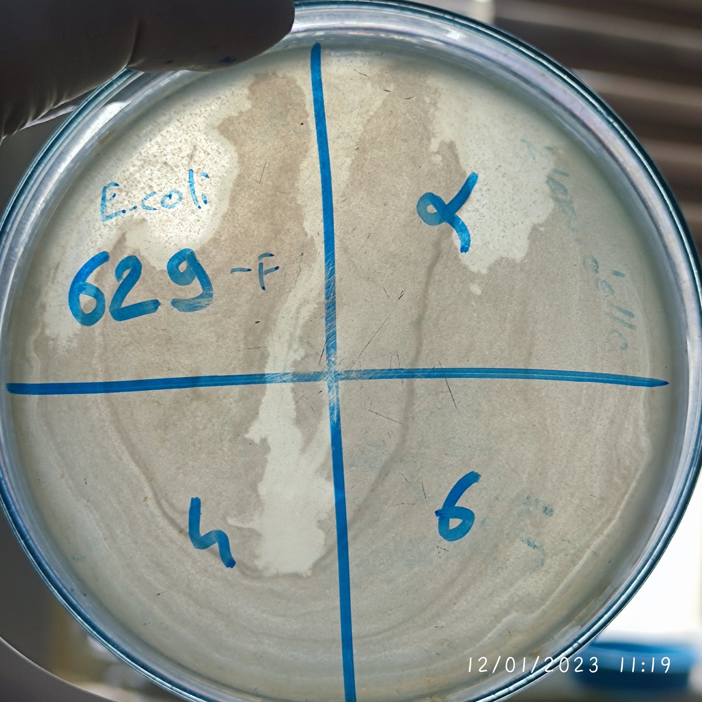 Escherichia coli bacteriophage 100629F