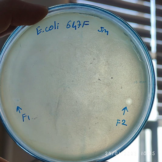 Escherichia coli bacteriophage 100647F