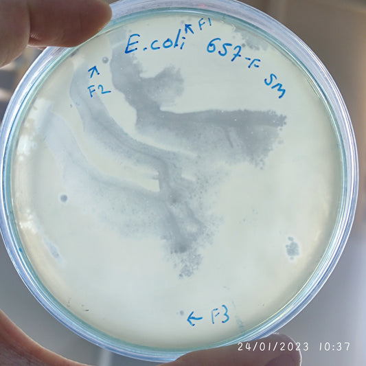 Escherichia coli bacteriophage 100657F