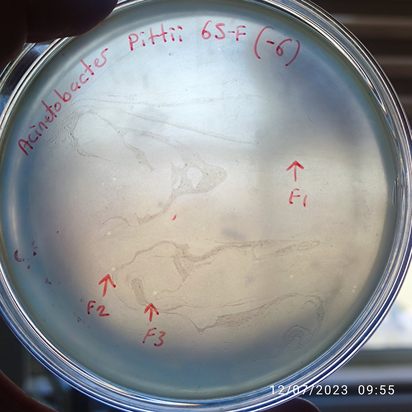 Acinetobacter pittii bacteriophage 128065F