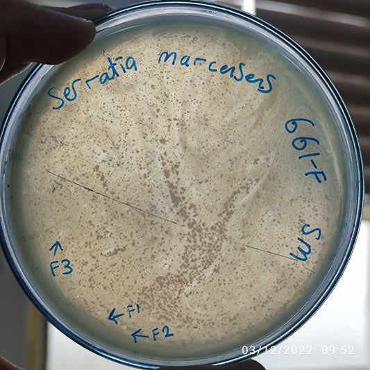 Serratia marcescens bacteriophage 200661F