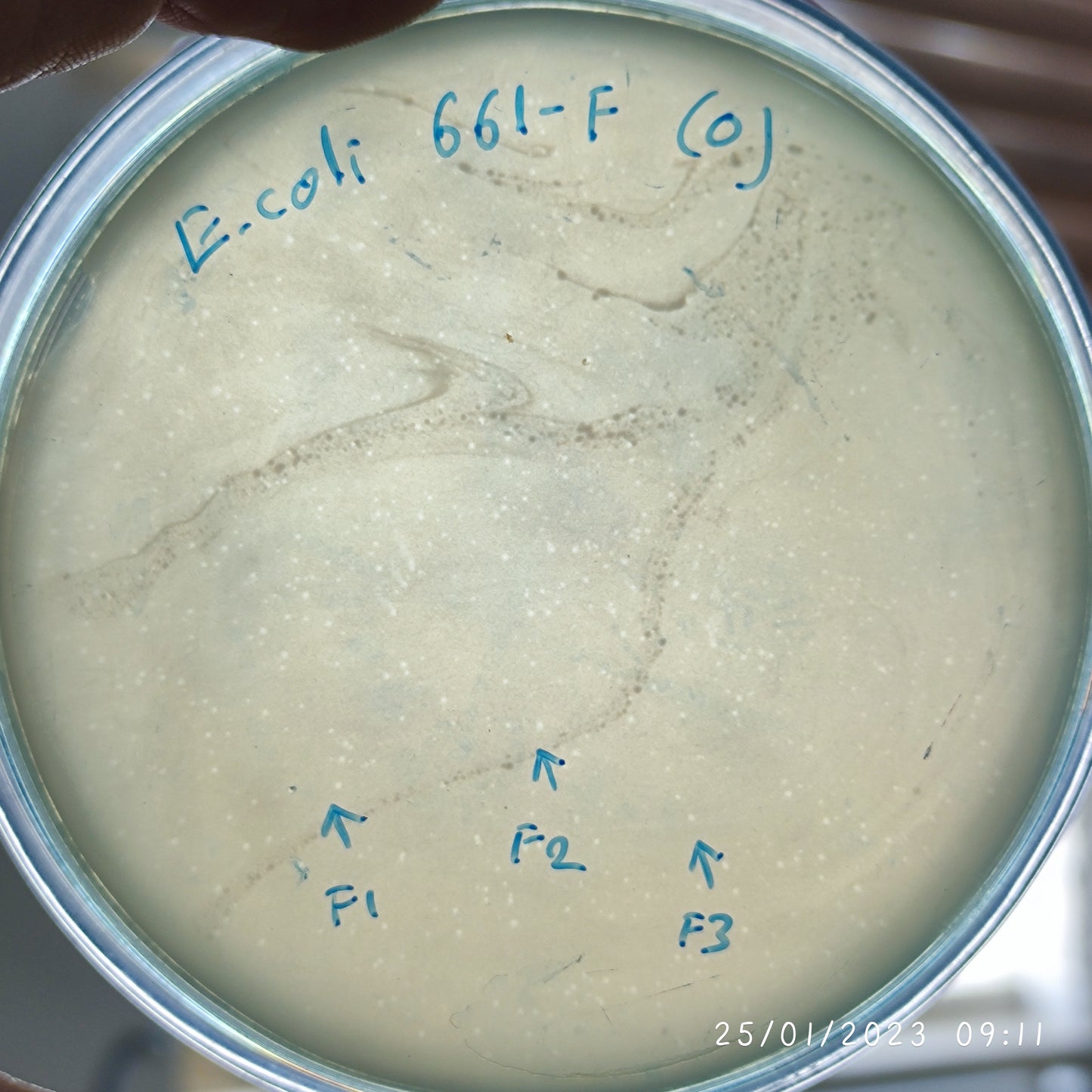 Escherichia coli bacteriophage 100661F