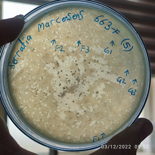 Serratia marcescens bacteriophage 200663F