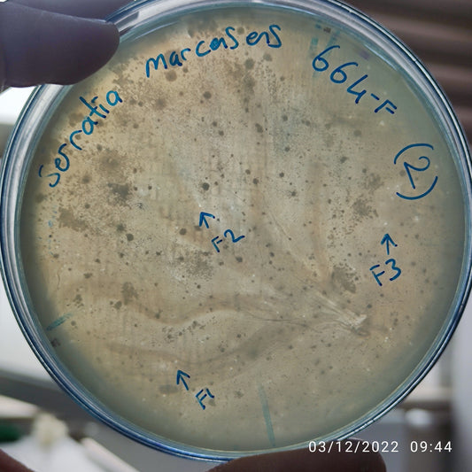 Serratia marcescens bacteriophage 200664F