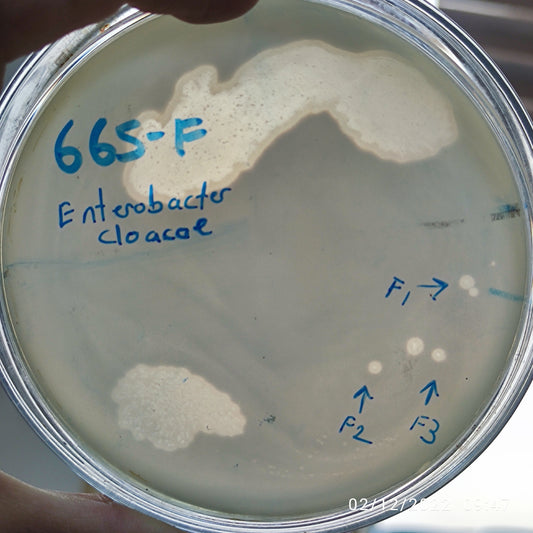 Enterobacter cloacae bacteriophage 200665F