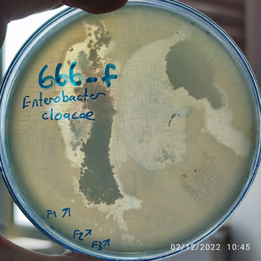 Enterobacter cloacae bacteriophage 200666F
