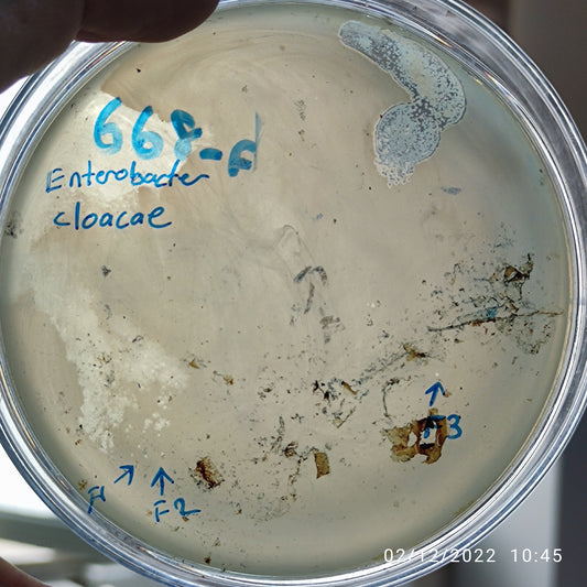 Enterobacter cloacae bacteriophage 200668F