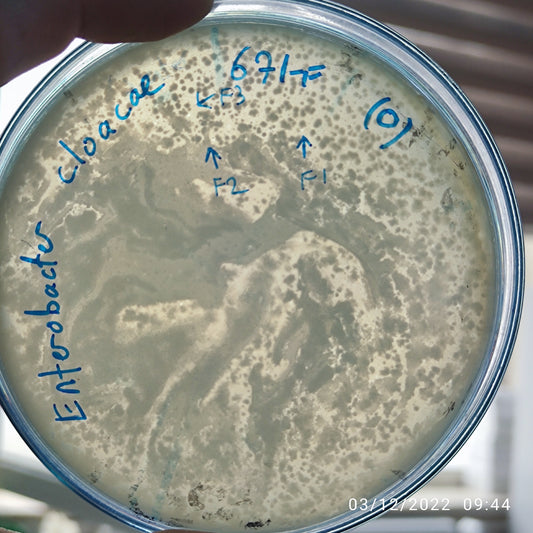 Enterobacter cloacae bacteriophage 200671F