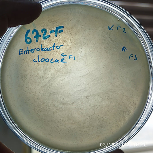 Enterobacter cloacae bacteriophage 200672F