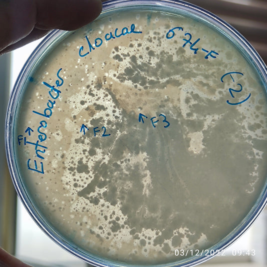 Enterobacter cloacae bacteriophage 200674F