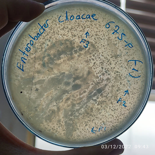 Enterobacter cloacae bacteriophage 200675F