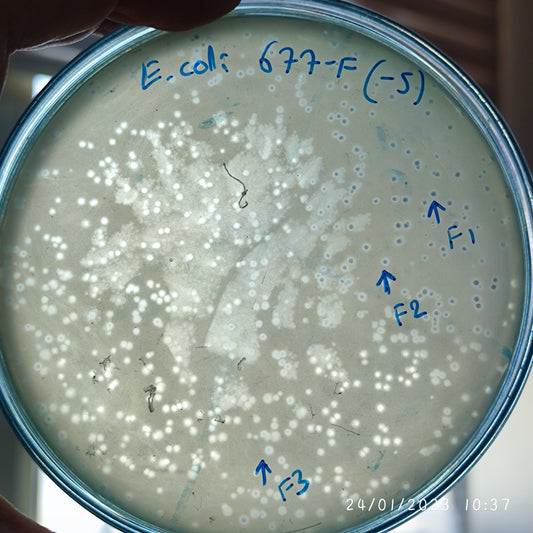 Escherichia coli bacteriophage 100677F